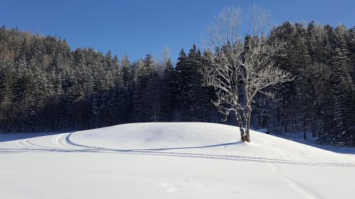 Medis, Žiema, Gamta