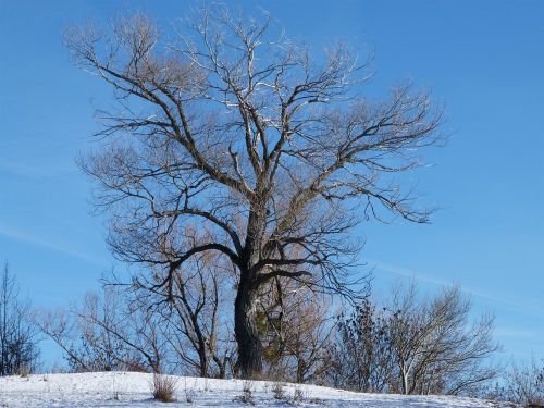 Medis, Vienatvė, Žiema, Gamta, Izoliuota Forma