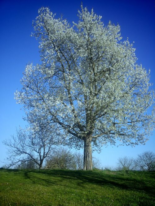 Medis, Pagal, Vyšnia