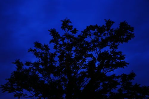 Medis, Naktis, Ilga Ekspozicija, Mėlynas, Siluetas