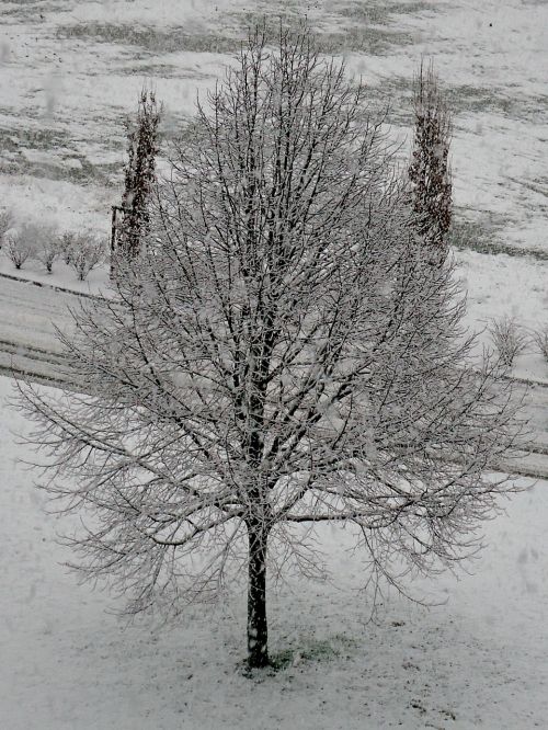 Medis, Sniegas, Balta, Šaltas, Žiema, Gamta, Besançon, France