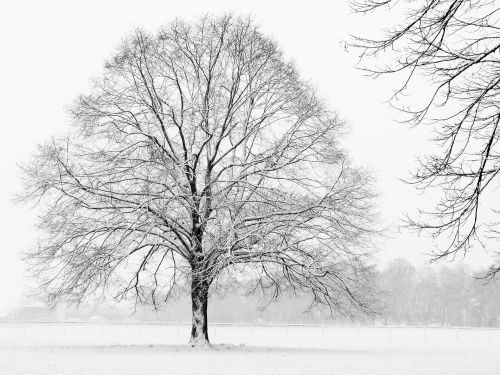 Medis, Žiema, Sniegas, Xmas
