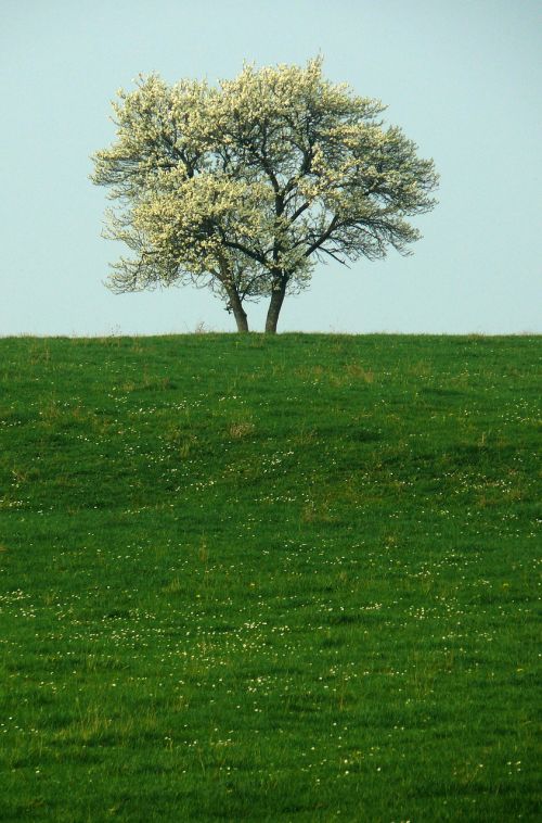 Medis, Vienatvė, Gamta, Izoliuota Forma