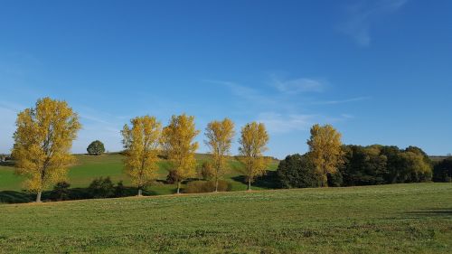 Medis, Kraštovaizdis, Ruduo, Nemokamai, Gamta, Žemė