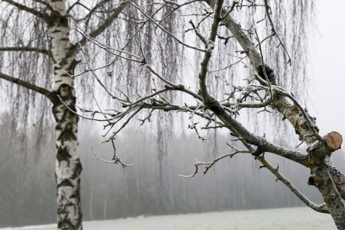 Medis, Gamta, Žiema