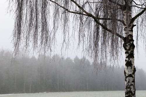 Medis, Gamta, Žiema