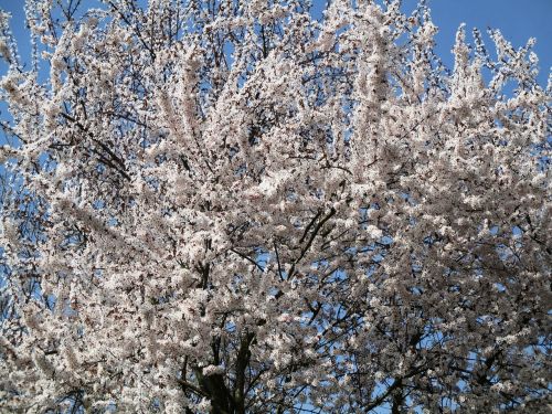 Medis, Vyšnia, Gėlės, Gražus, Pavasaris
