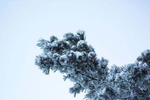 Medis, Žiema, Gamta, Sezonas, Mediena, Pušis, Sniegas