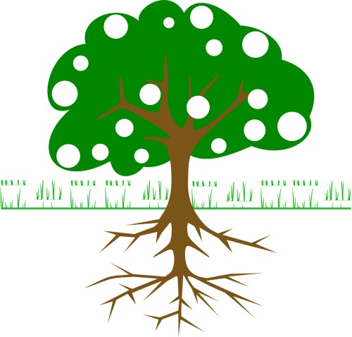 Medis, Šaknys, Vaisiai, Žolė, Žalias, Skerspjūvis, Sistema, Sveikas, Augalas, Nemokama Vektorinė Grafika