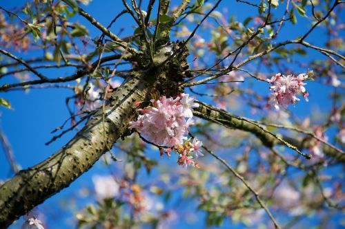 Medis,  Gėlė,  Filialas,  Flora,  Gamta,  Pavasaris,  Be Honoraro Mokesčio