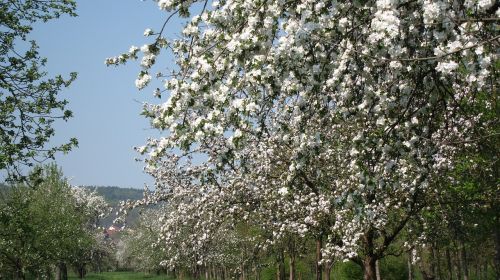 Medis,  Vyšnių Mediena,  Sezonas,  Gėlė,  Be Honoraro Mokesčio