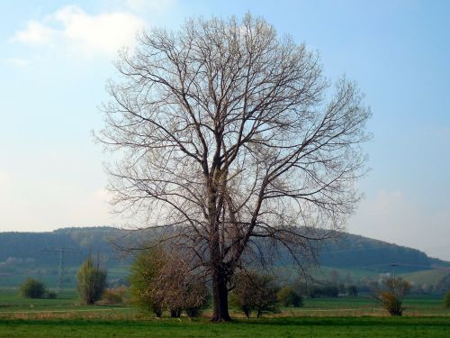 Medis, Atskirai, Kahl, Žiema, Manikiūras, Filialai, Estetinis, Kraštovaizdis