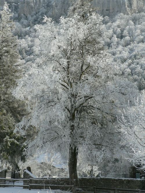 Medis,  Šaltis,  Žiema,  Sniegas,  Be Honoraro Mokesčio