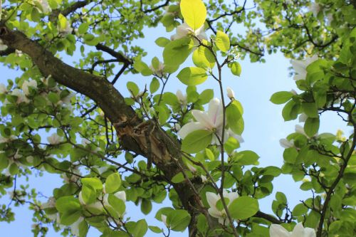 Medis,  Filialas,  Lapai,  Flora,  Gamta,  Augimas,  Aplinka,  Šviežumas,  Lauke,  Parkas,  Sezonas,  Mediena,  Vasara,  Geras Oras,  Magnolija,  Žiedas,  Pavasaris,  Kraštovaizdis,  Dangus,  Kelionė,  Vanduo,  Miškas,  Atspindys,  Orientyras,  Gėlės,  Be Honoraro Mokesčio