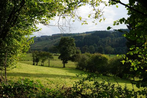 Medis,  Gamta,  Kraštovaizdis,  Panorama,  Be Honoraro Mokesčio