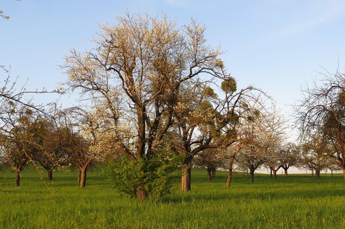 Medis,  Kraštovaizdis,  Gamta