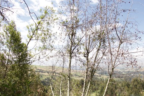 Medis,  Pobūdį,  Kraštovaizdis,  Mediena