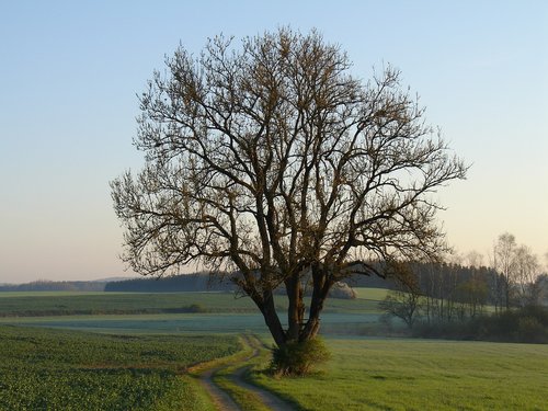 Medis,  Kraštovaizdis,  Pobūdį,  Mediena,  Žolė