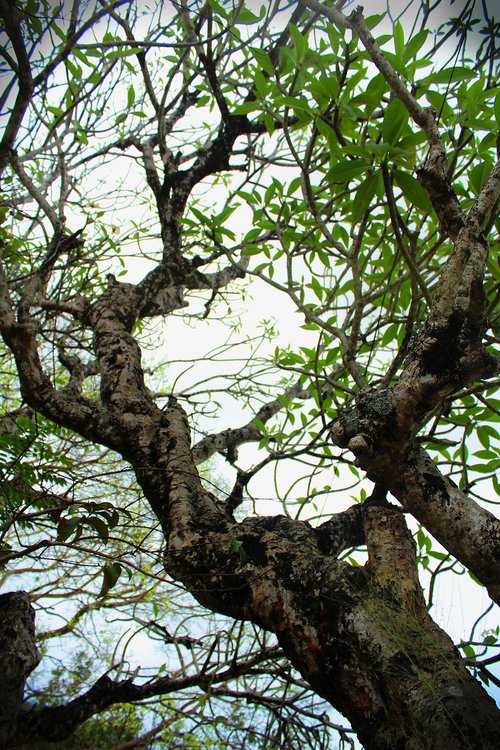 Medis,  Pobūdį,  Filialas,  Mediena,  Lapų,  Šri Lanka,  Araliya,  Tropical,  Tharaka Weddagala
