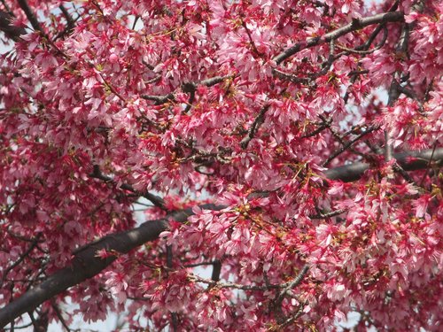 Medis,  Filialas,  Vyšnia,  Sezonas,  Gėlė,  Tai Pereinamojo Osaka