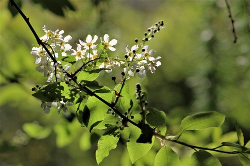 Medis,  Pobūdį,  Floros,  Gėlė,  Filialas,  Lapas