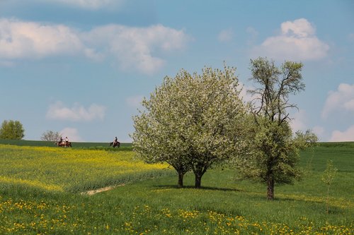 Medis,  Kraštovaizdis,  Pobūdį,  Laukas,  Žemdirbystė,  Reiter