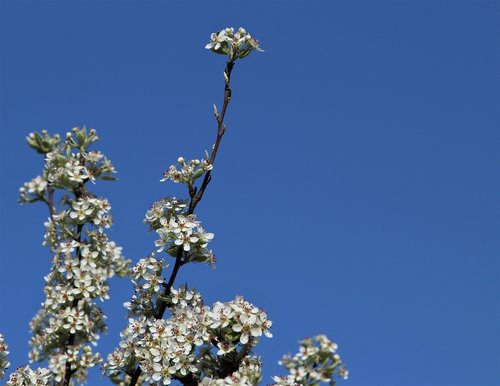 Medis,  Gėlė,  Floros,  Filialas,  Pobūdį,  Dangus