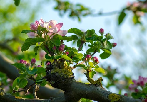 Medis,  Pobūdį,  Augimas,  Bud,  Apple Blossom