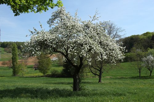 Medis,  Kraštovaizdis,  Sezonas,  Gėlė,  Žolė,  Obuolių Medis,  Augimas,  Žiedas,  Žydėjimas