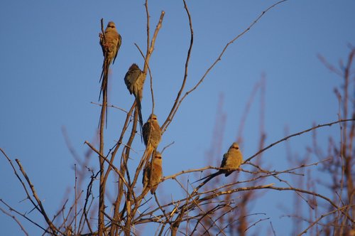 Medis,  Paukštis,  Pobūdį,  Dangus,  Gyvūnijos