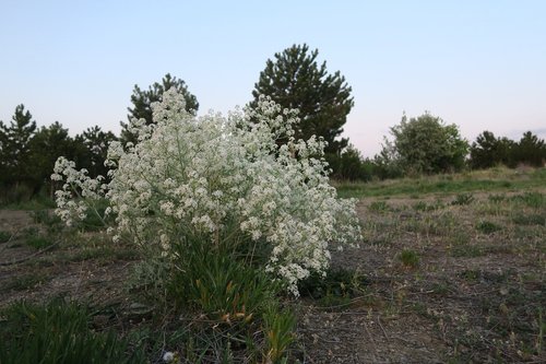 Medis,  Pobūdį,  Gėlė,  Augalas