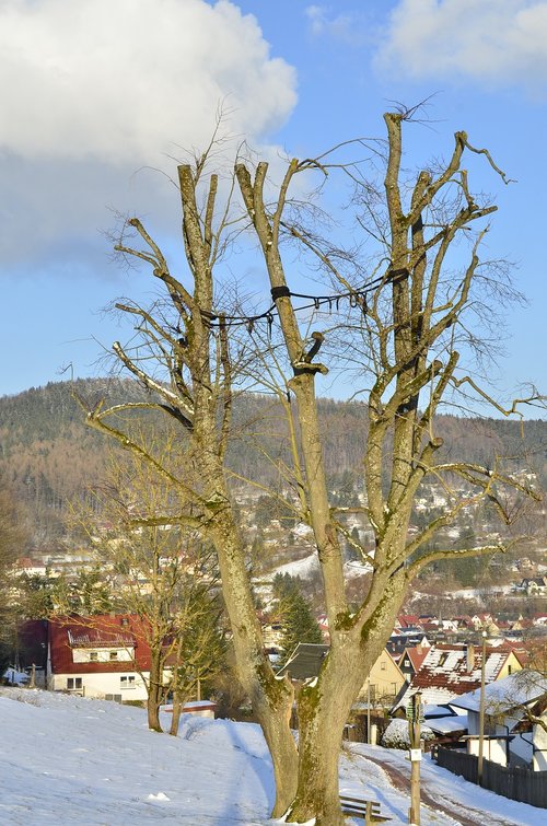 Medis,  Pobūdį,  Kraštovaizdis,  Augalas