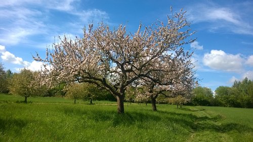 Medis,  Kraštovaizdis,  Pobūdį,  Sezonas