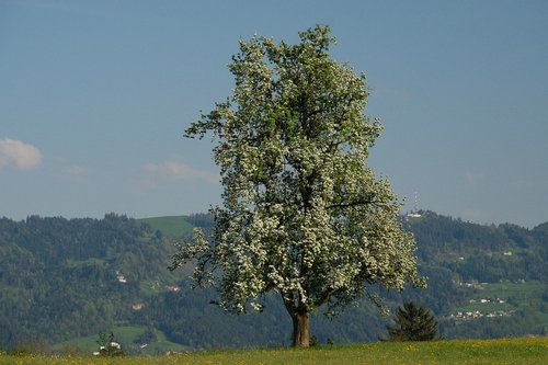 Medis,  Kraštovaizdis,  Pobūdį,  Mediena,  Dangus,  Gėlės