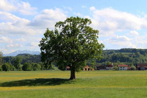 Medis,  Kraštovaizdis,  Pobūdį,  Žolė