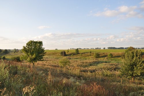 Medis,  Žolė