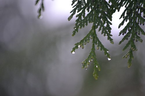 Medis,  Lietaus,  Varvėjimas,  Pavasaris