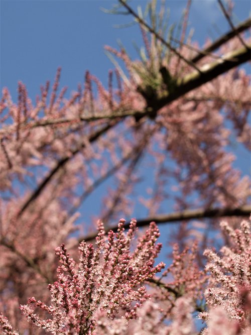 Medis,  Žiedas,  Spirea,  Gėlės