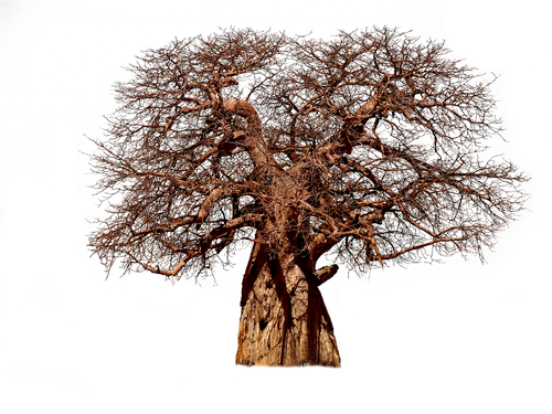 Medis,  Baobab,  Estetinis,  Gentis,  Baobabas,  Afrikos Medis,  Pobūdį,  Išskiriamas,  Filialai,  Manikiūro,  Sausas,  Savannah,  Mediena,  Žievė,  Skaidrus,  Atskirai,  Dykuma Medis,  Kapok Medis Žalias,  Lapuočių Medžių,  Dedešvos,  Crown,  Žalias
