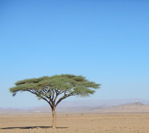 Medis, Dykuma, Marokas