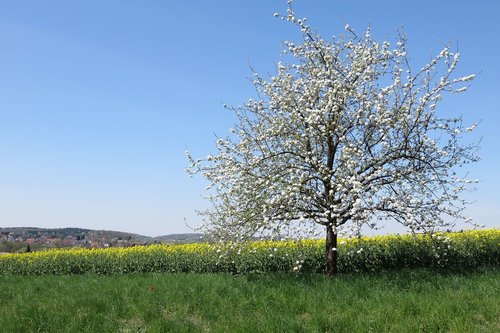 Medis,  Kraštovaizdis,  Pavasaris,  Pobūdį,  Mėlynas Dangus