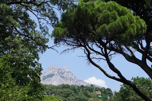 Medis,  Kalnų,  Krymas,  Gamta