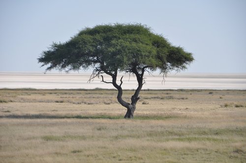 Medis,  Etosha,  Druskožemis,  Namibija,  Pobūdį,  Savannah