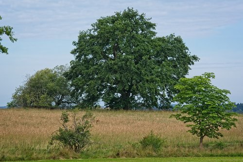 Medis,  Atskirai,  Vasara,  Pobūdį,  Meadow,  Ganyklos,  Vieno Medžio,  Žalias