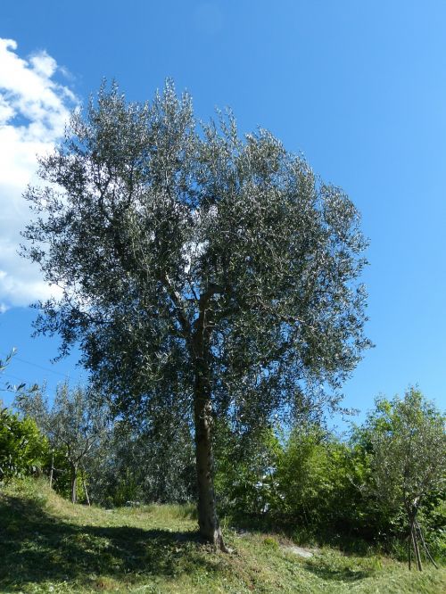 Medis, Alyvmedis, Olea Europaea, Tikras Medis, Olea, Alyvmedžių Derlius, Oleaceae, Pasėlių