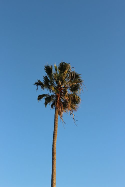 Medis, Palmė, Gamta