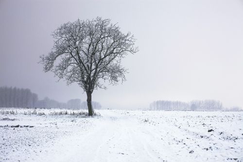 Medis, Vienas, Naktis, Sniegas, Žiema, Šaltas, Ledinis, Laukas, Gamta