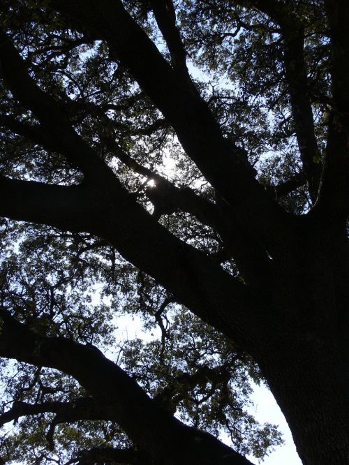 Medis, Šešėliai, Kraštovaizdis