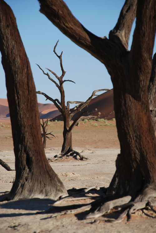 Medis, Miškas, Dykuma, Afrika, Etosha Nacionalinis Parkas, Namibija, Etosha