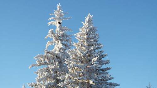 Medis, Šaltas, Žiema, Sniegas, Varna, Visžalis, Sezonas, Lauke, Paukštis, Dangus